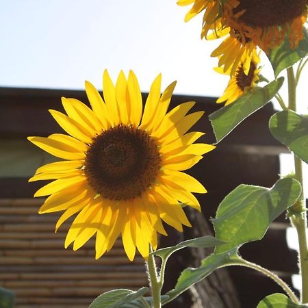 Il Girasole Alloggio Fluminimaggiore Exterior foto